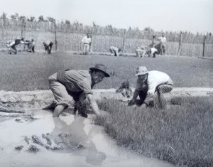 El conreu de l'arròs a l'Escala a la postguerra.  Foto:   Joan Lassús. Arxiu Històric de l'Escala,
